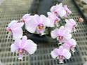 Phal. schilleriana Fragrance